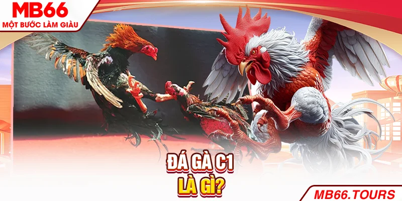 Đá gà C1 là gì? Đá gà C1 là gì?